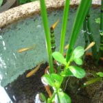 メダカと一緒に飼える魚や生き物は何がいる?