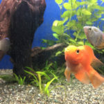 魚たちは何が好き?生餌のススメ(淡水魚編)