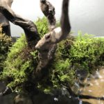 滝のあるアクアテラリウム水槽の作り方〜水槽中身編〜