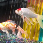 一緒に飼える金魚の種類と相性