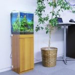 小型水槽向きの熱帯魚の特徴