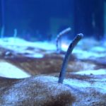 チンアナゴを自宅の水槽で飼おう! 飼い方と注意点!
