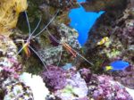 海水魚水槽にヤドカリを入れよう ヤドカリの特徴からメリット デメリットを解説 トロピカ