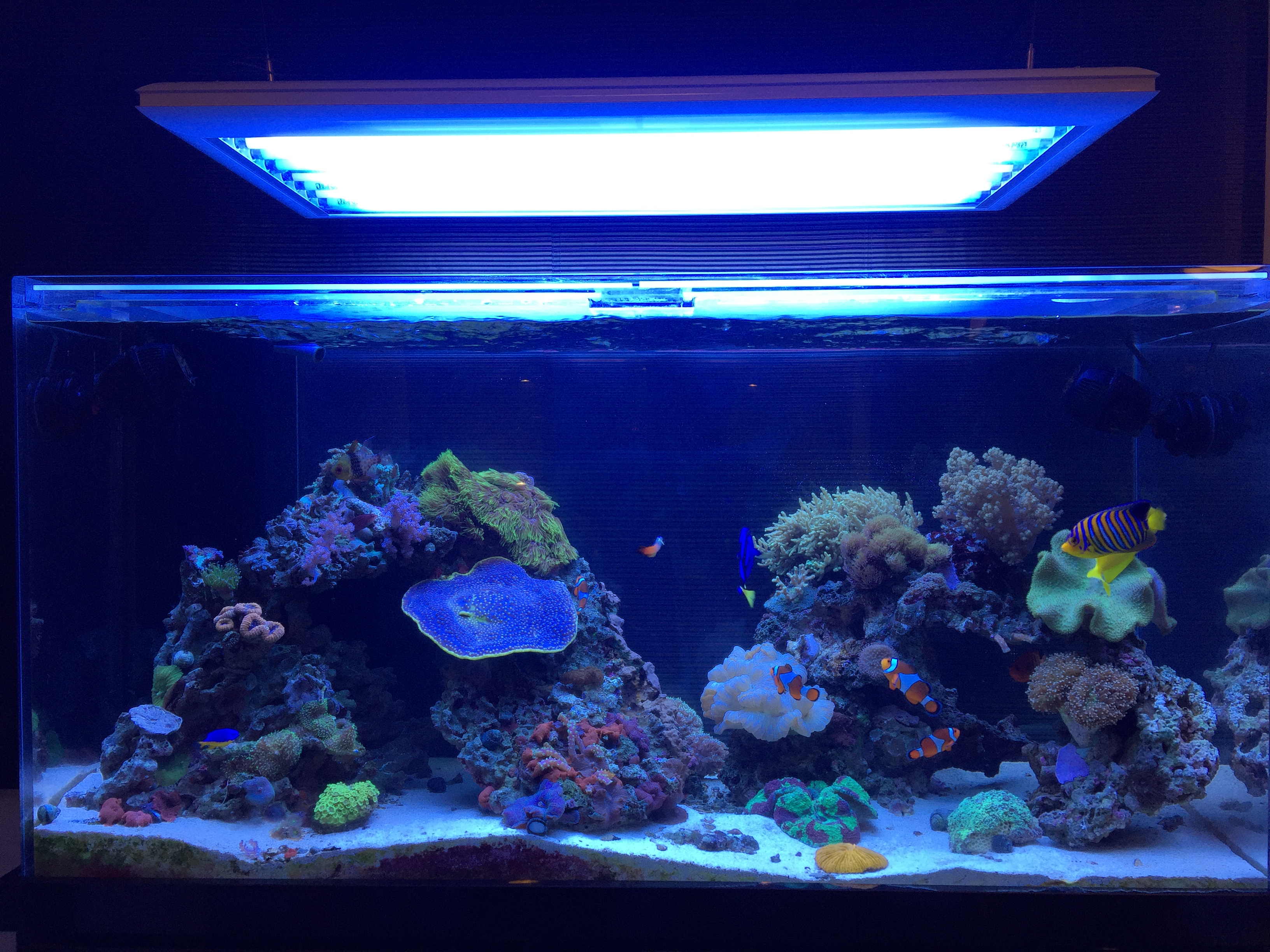 熱帯魚水槽には蛍光灯かledか アクアリウム照明の選び方 トロピカ