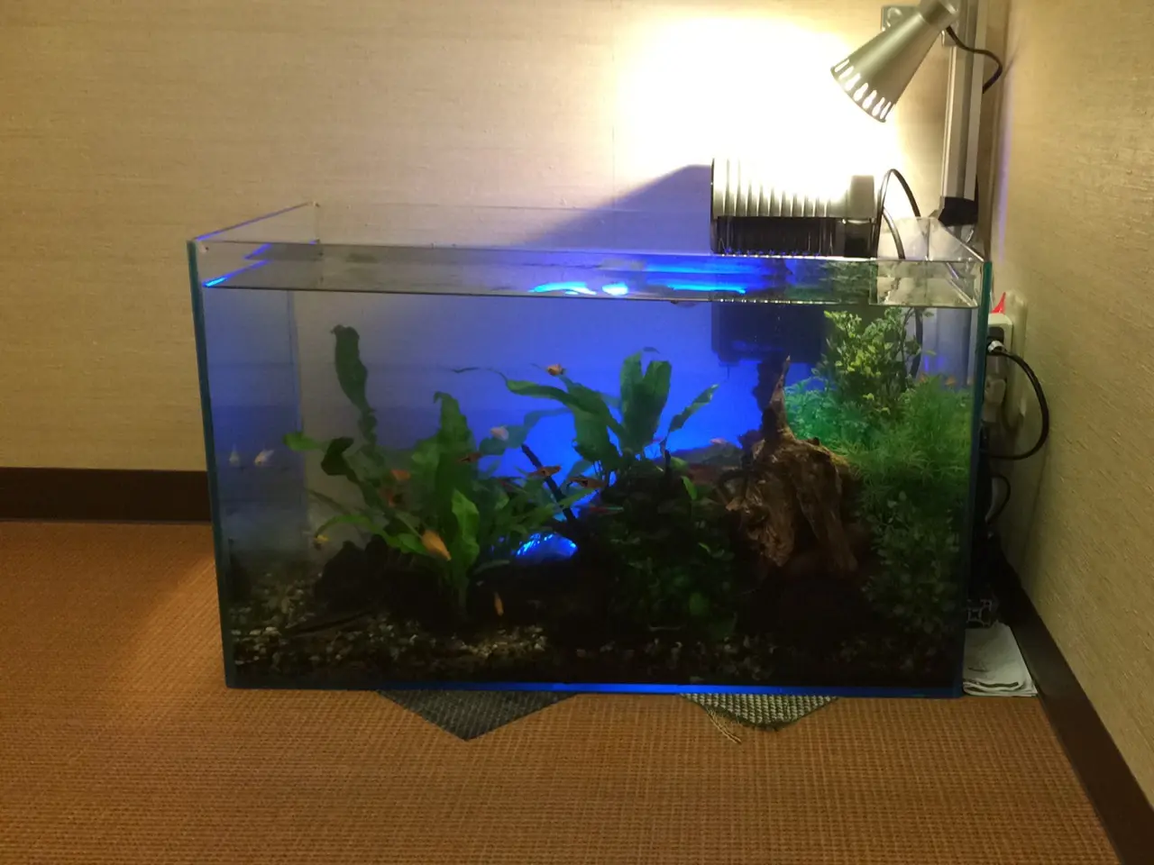 熱帯魚　ミッキーマウスプラティ　60cm 　水槽付き ミッキーマウスプラティーの魅力とは！水槽内の隠れミッキーを探せ