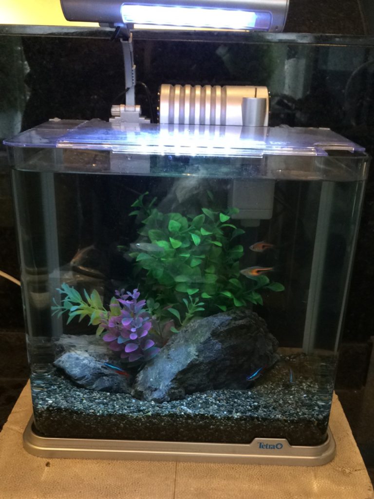 コリドラスガラナ親子セット(熱帯魚水槽) コリドラス ガラナI（ブリード）3匹セット｜コリドラスの仲間