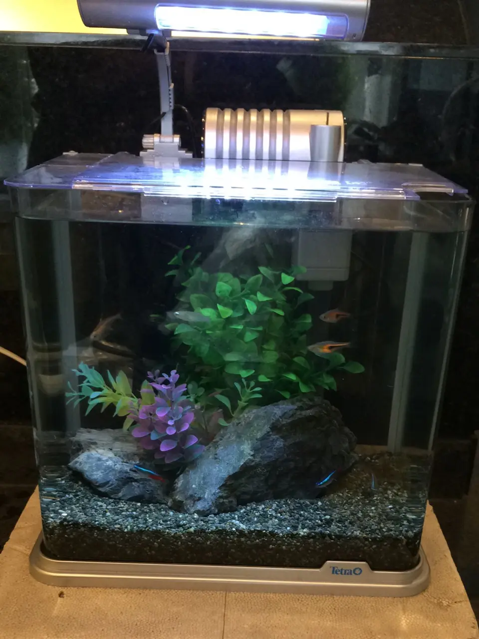 水槽 の 掃除屋 と呼ばれる 熱帯魚 コリドラス|アクアリウム情報 水槽 の 掃除屋 と呼ばれる 熱帯魚 コリドラス|アクアリウム情報