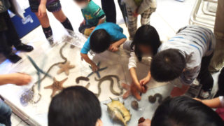 タッチプールでヒトデや貝に触れる子供たち