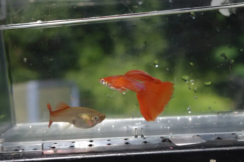 グッピーの飼い方 お店での選び方!｜アクアリウム情報メディア トロピカ