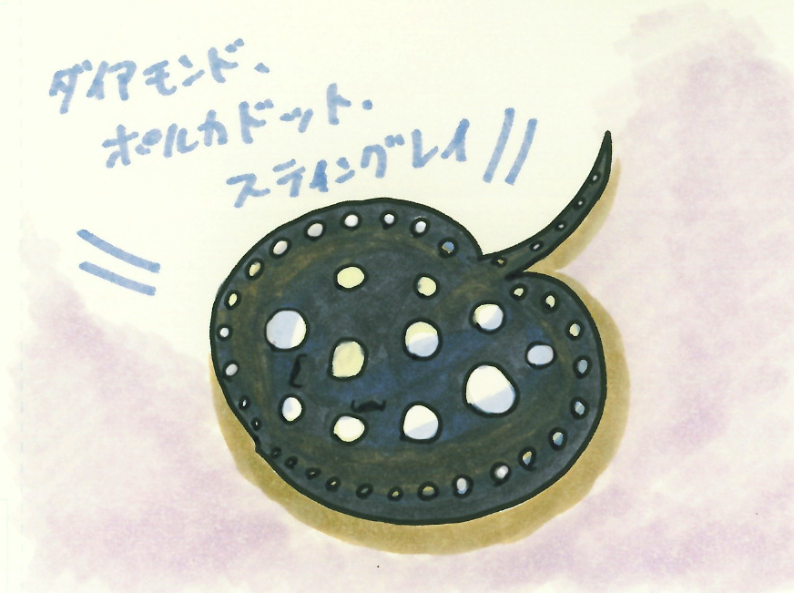 話題の淡水エイをご紹介｜アクアリウム情報メディア トロピカ