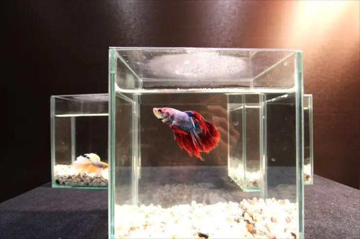 初心者も安心】きれいなベタを飼育しよう！水槽、水草、水換えについて 