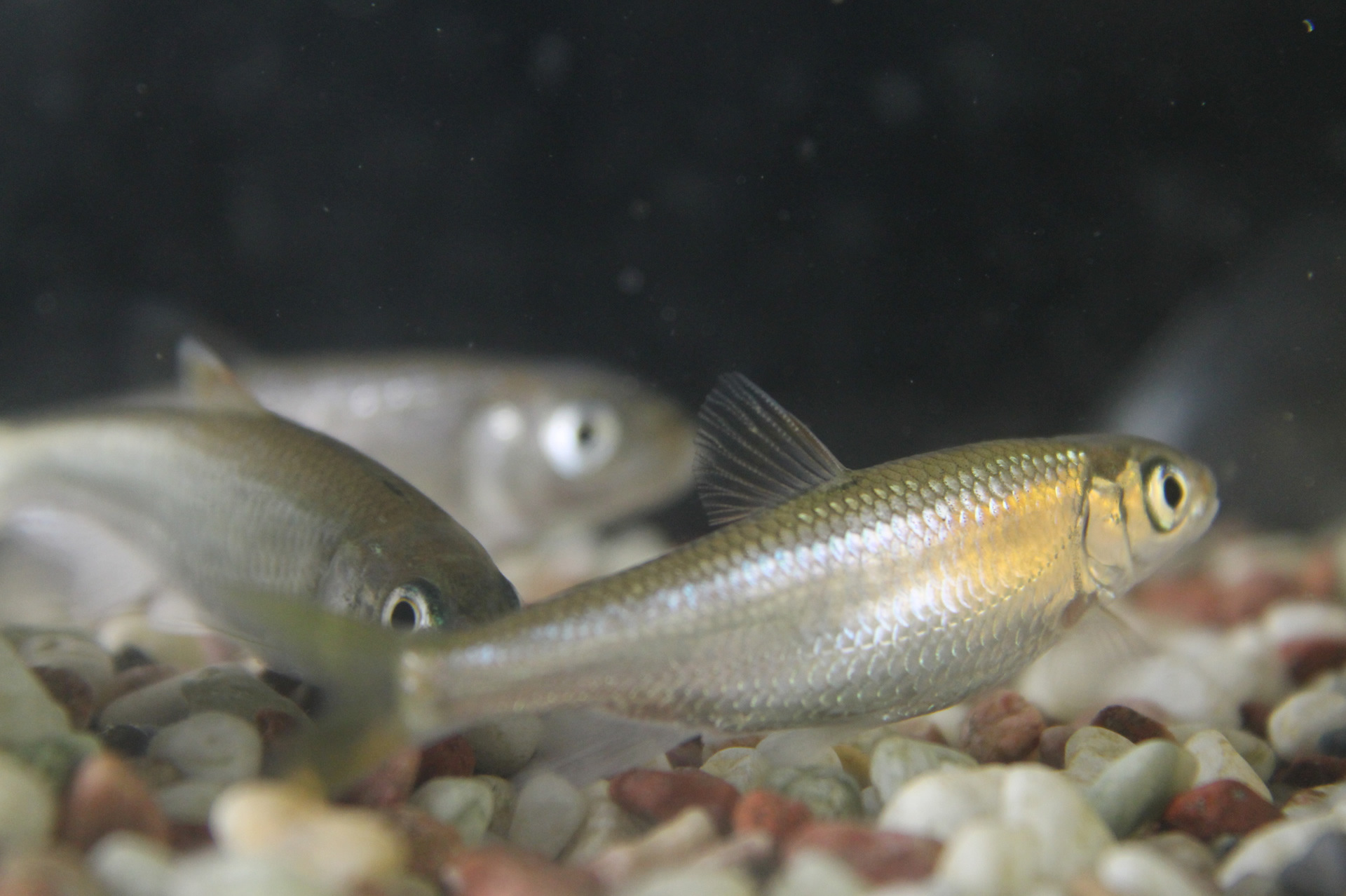 最高かつ最も包括的な川の小魚 図鑑 最高の花の画像