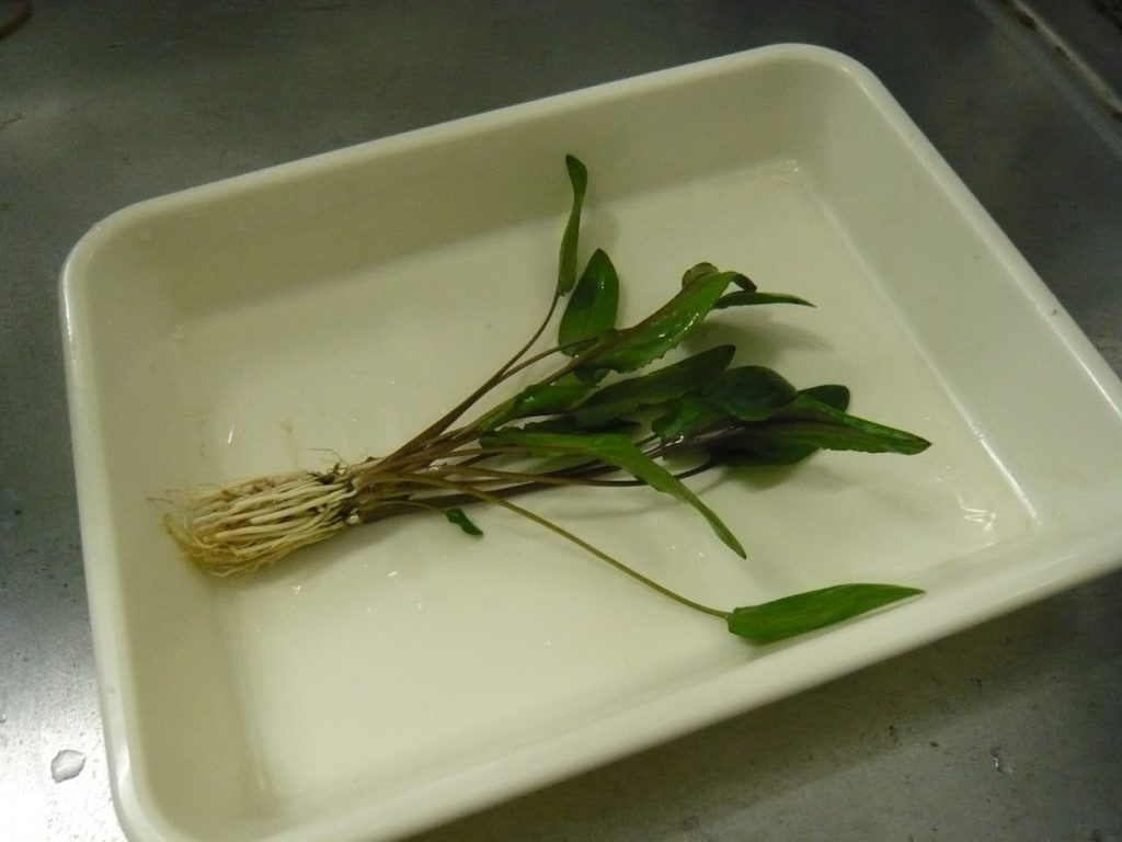 写真で解説 ポット入り水草を買ってきた時の処理方法 トロピカ