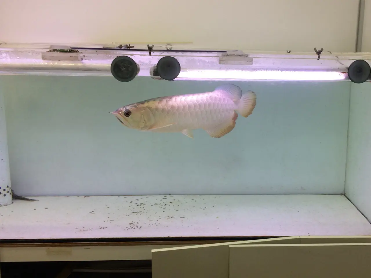 人気のアロワナを飼ってみよう|アクアリウム情報メディア トロピカ 人気のアロワナを飼ってみよう|アクアリウム情報メディア トロピカ