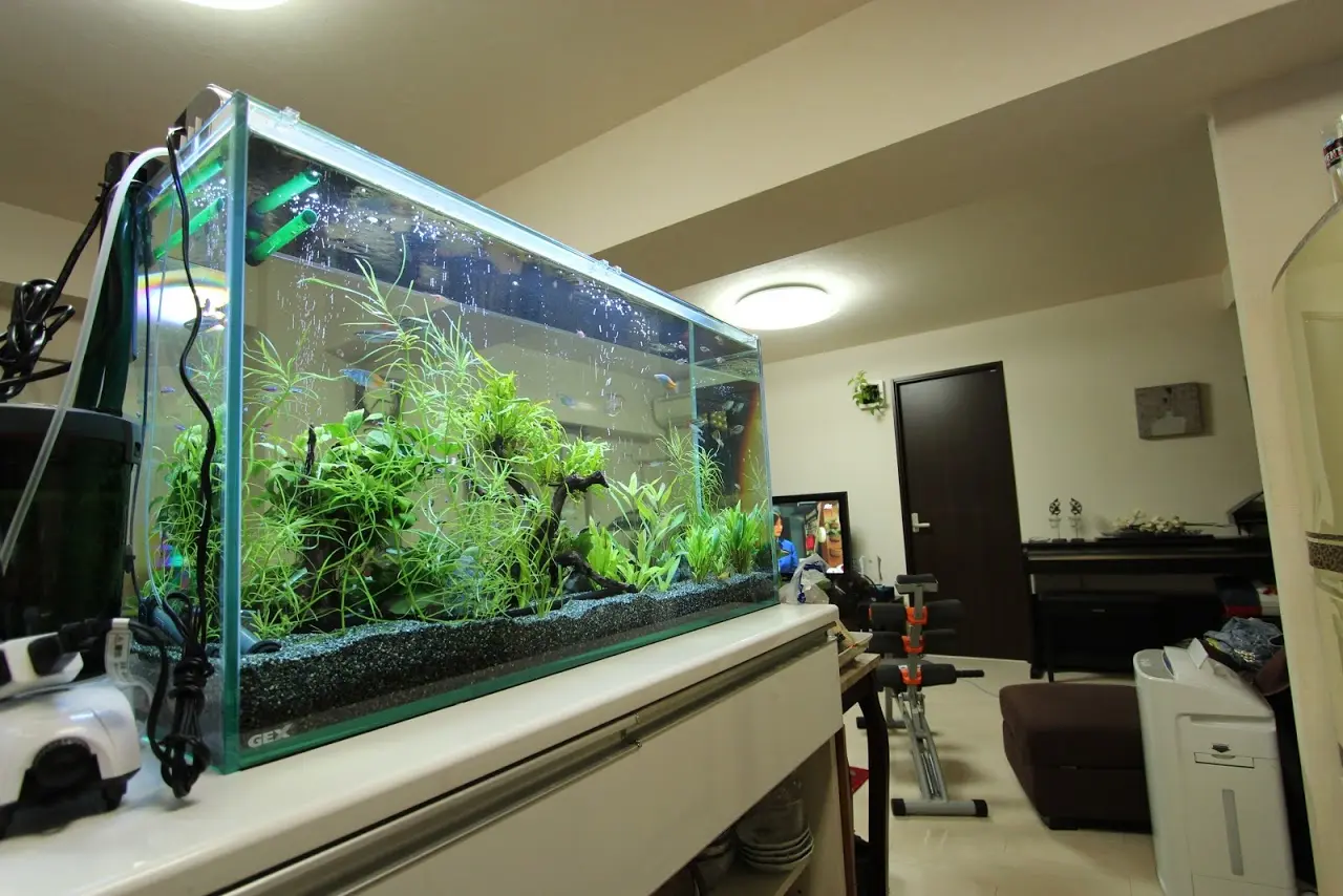 女子にモテるアクアリウム、熱帯魚水槽を部屋に置いてみよう 
