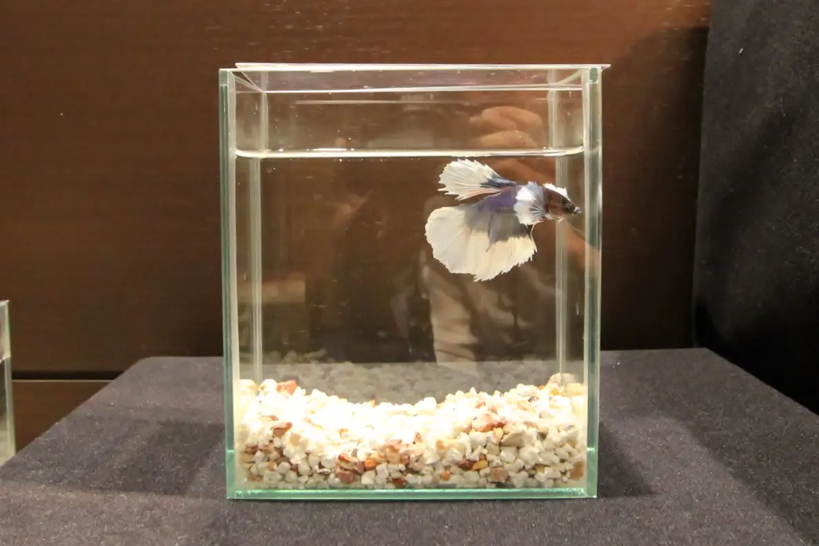 30センチ以下の水槽で飼える、おすすめ小型熱帯魚ベスト10 