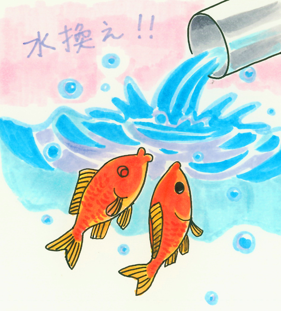 金魚 を 病気にさせない方法とは 水換えが重要です トロピカ