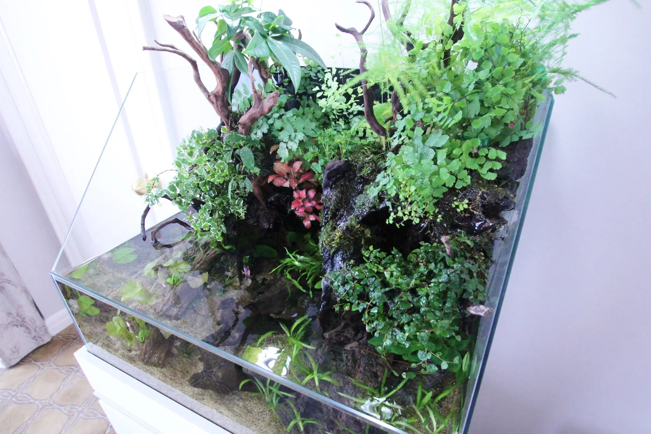 初心者でもできる】アクアテラリウムでおすすめ 水上植物Best5