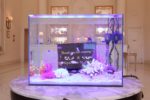 水槽用アクセサリでレイアウトしたプロの水槽事例をご紹介します トロピカ