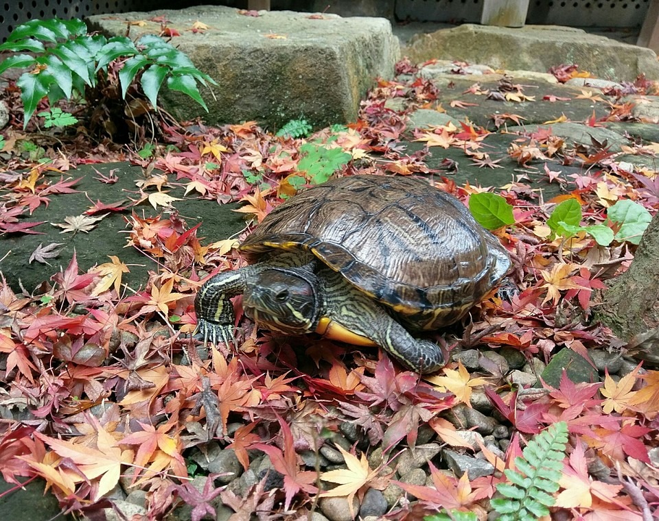 ミドリガメの飼育について トロピカ