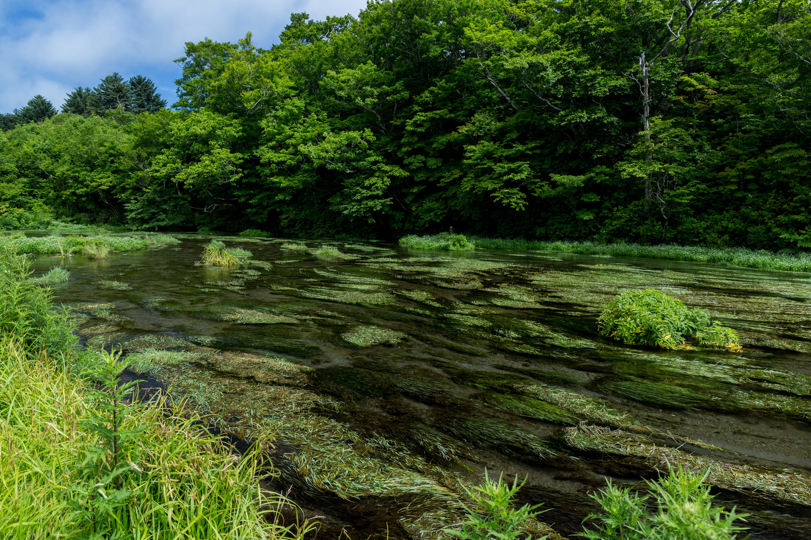 ミドリガメの飼育について トロピカ
