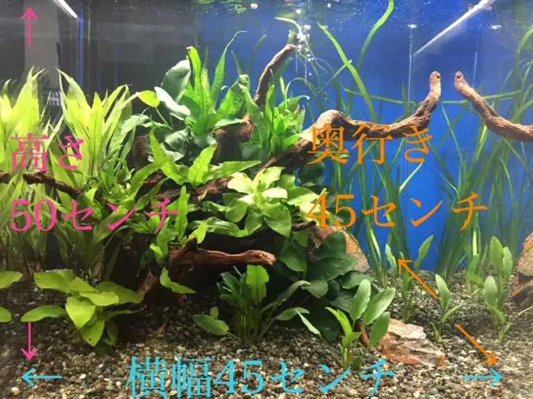 1日で完成】プロが教える水草水槽レイアウト術、お手本レイアウト