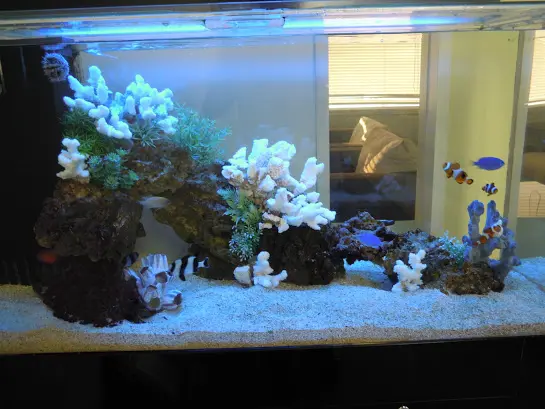 海水魚を飼ってみよう! ～水槽設置編～｜アクアリウム情報メディア 