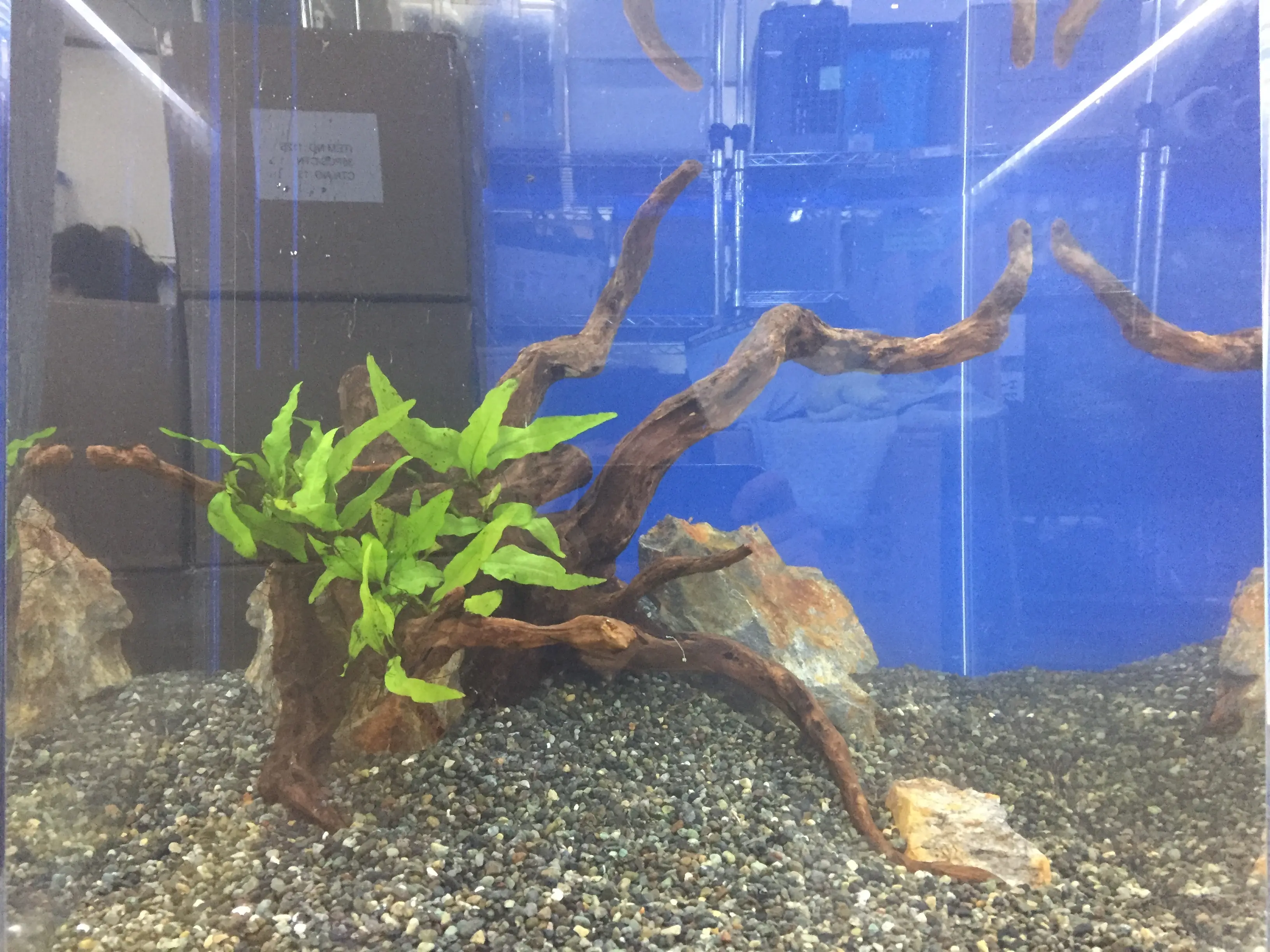 1日で完成】プロが教える水草水槽レイアウト術、お手本レイアウト