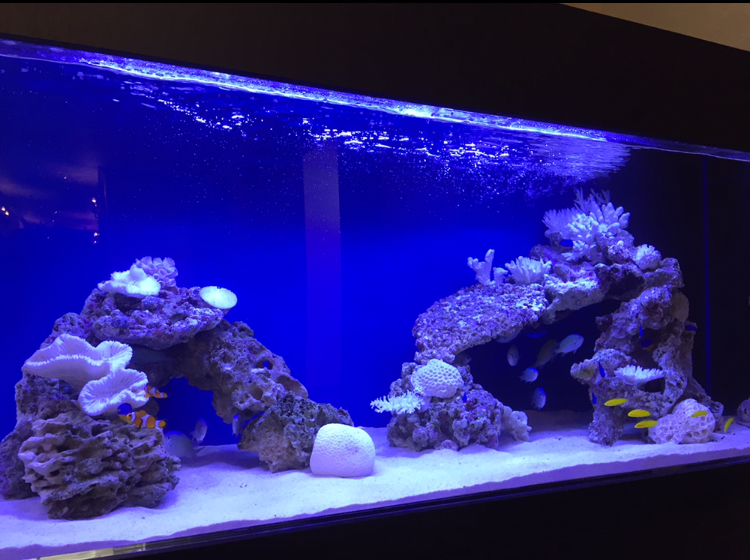こんなに簡単!!プロが教える海水水槽レイアウト術｜アクアリウム情報