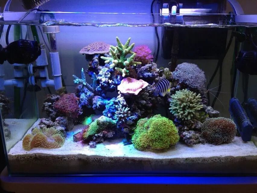 水槽　セット　海水魚　サンゴ　生体付き 60cm水槽セット サンゴ簡易育成フルコンプリート 海水アクアリウム