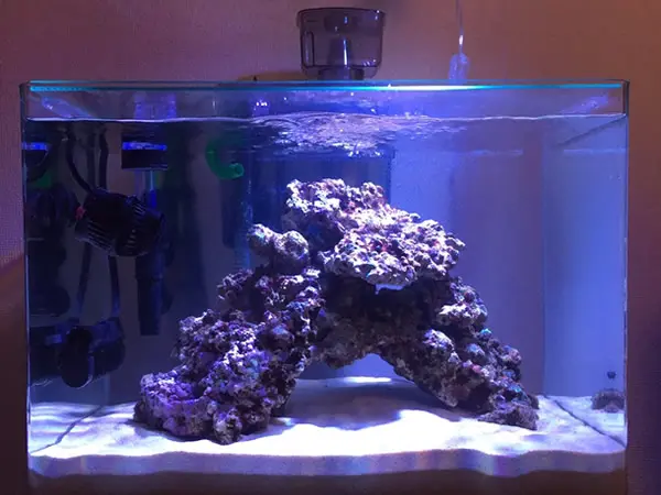 プロが教える】海水魚水槽を立ち上げるための基礎知識と設備の価格