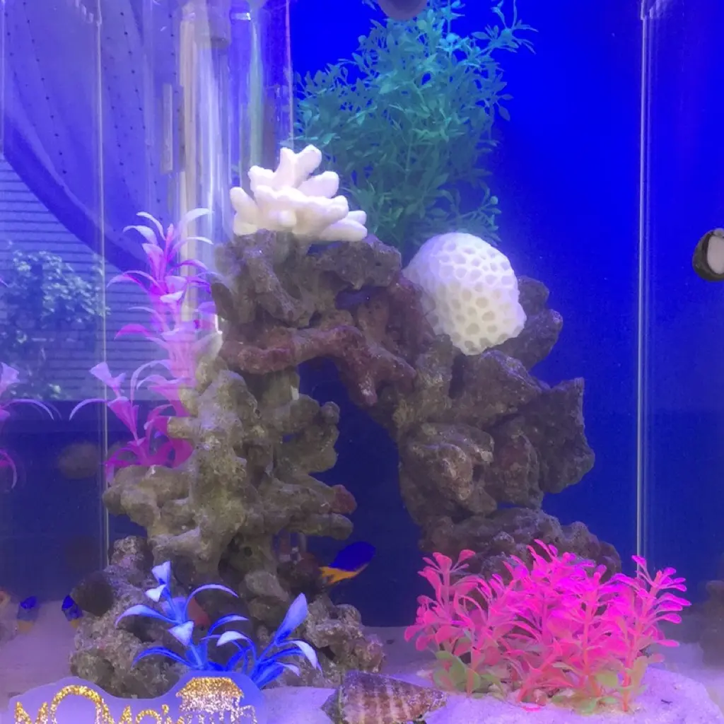 こんなに簡単!!プロが教える海水水槽レイアウト術｜アクアリウム情報