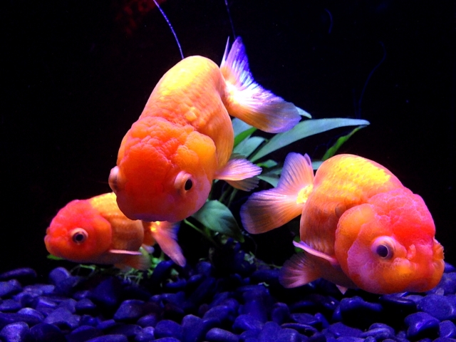 金魚と一緒に飼える魚や生き物は何がいる 金魚の混泳を徹底解説 トロピカ