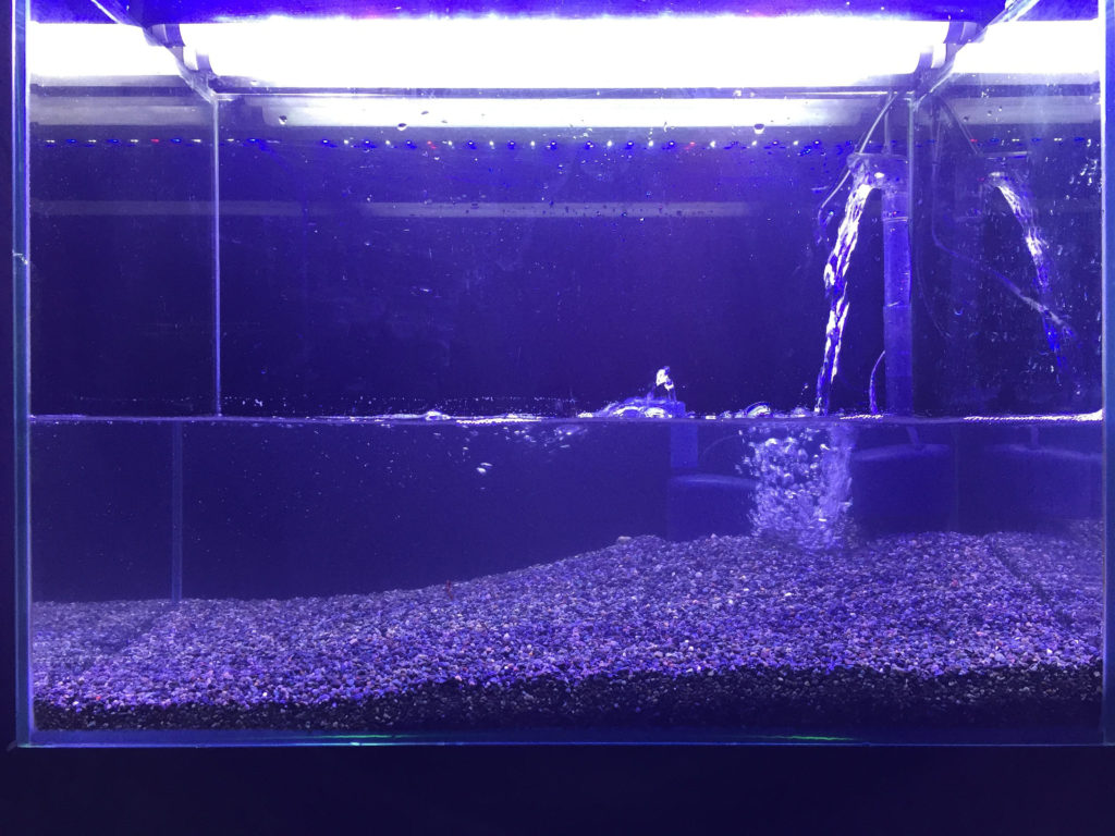 こんなに簡単 底面ろ過機で作る本格アクアテラリウム水槽の作り方 トロピカ