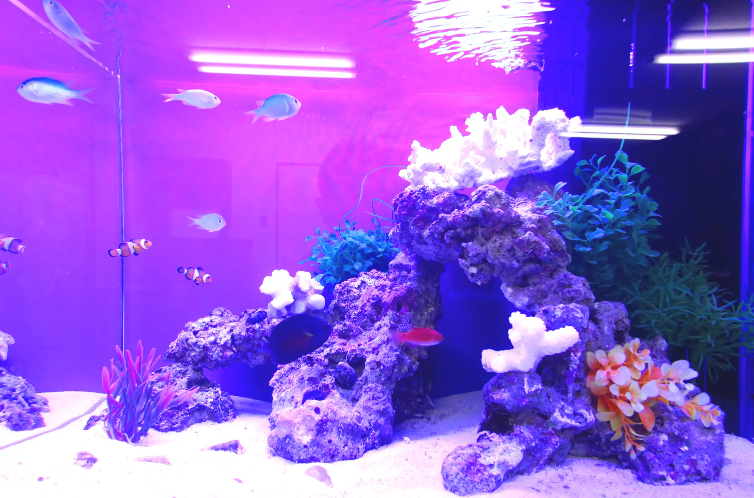 おすすめ！熱帯魚の飼育方法でアクアリウムをさらに楽しもう 