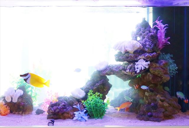 アクアリウム ZEN-new3｜アクアリウム情報メディア トロピカ