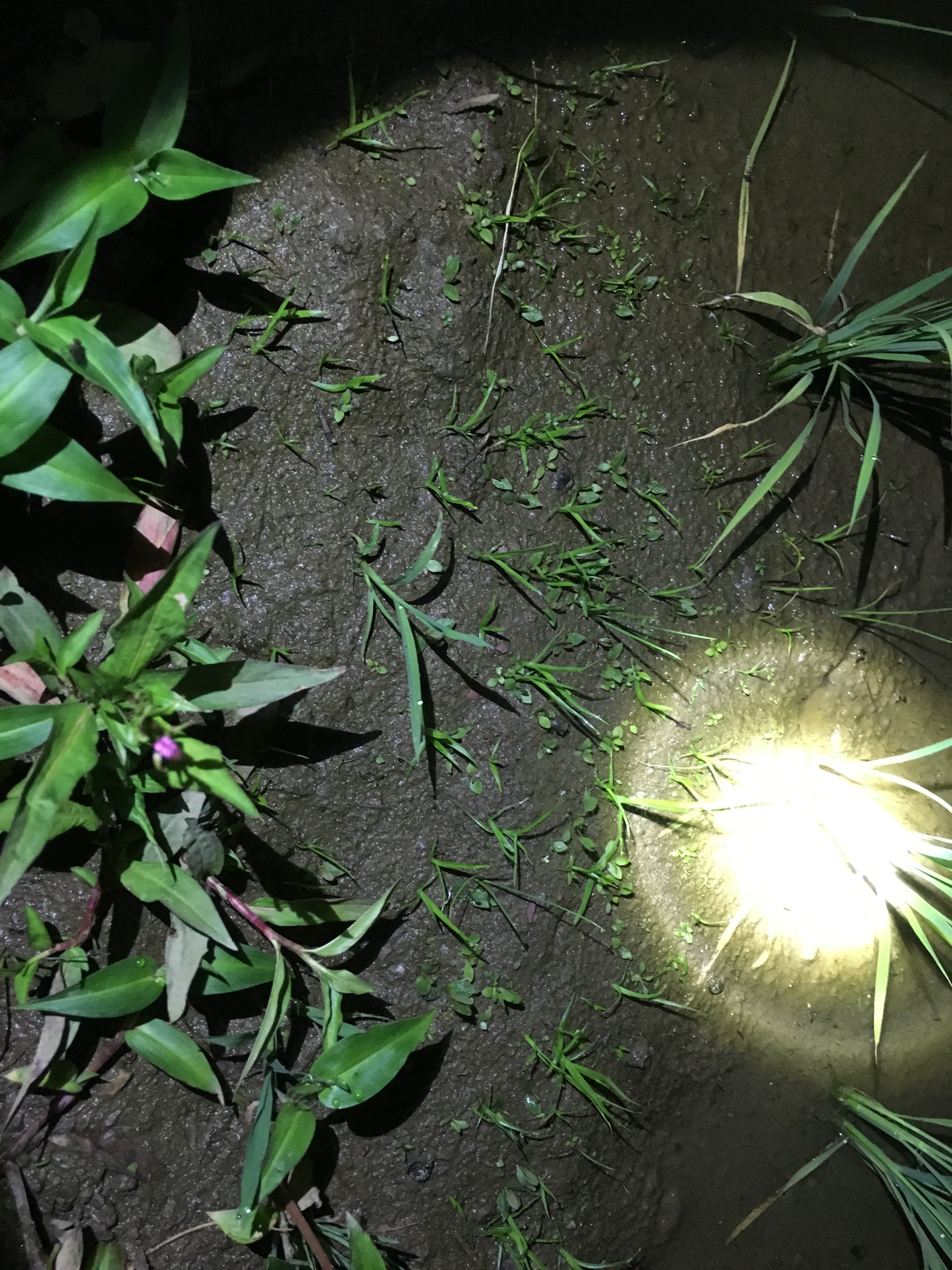 身近にある水草をアクアリウムにいれてみよう トロピカ