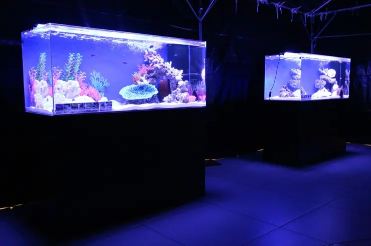 大きな水槽 蛍光灯照明付き 熱帯魚水槽には蛍光灯かLEDか！？アクアリウム照明の選び方