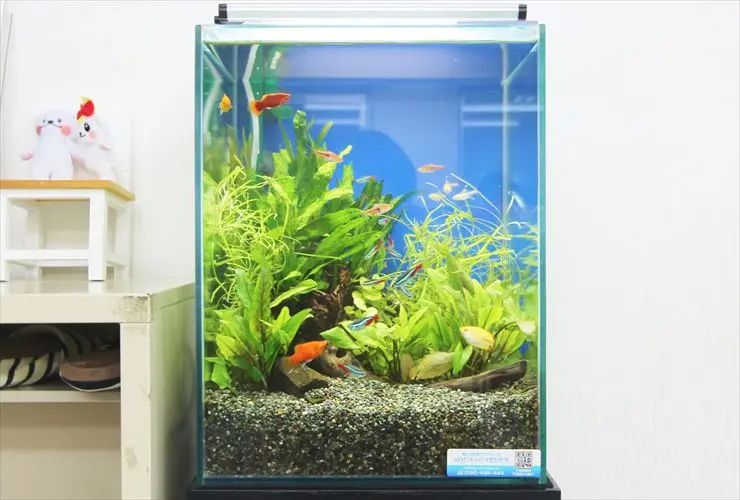 新品　熱帯魚　育成用品 img322_02.jpg.webp