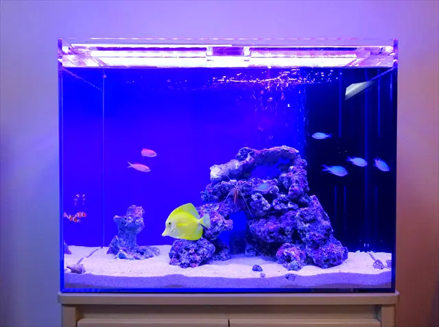 おすすめ！熱帯魚の飼育方法でアクアリウムをさらに楽しもう 