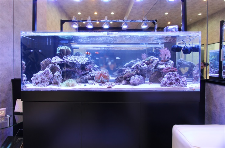 海水魚 淡水魚水槽の美しいレイアウト事例25選 トロピカ
