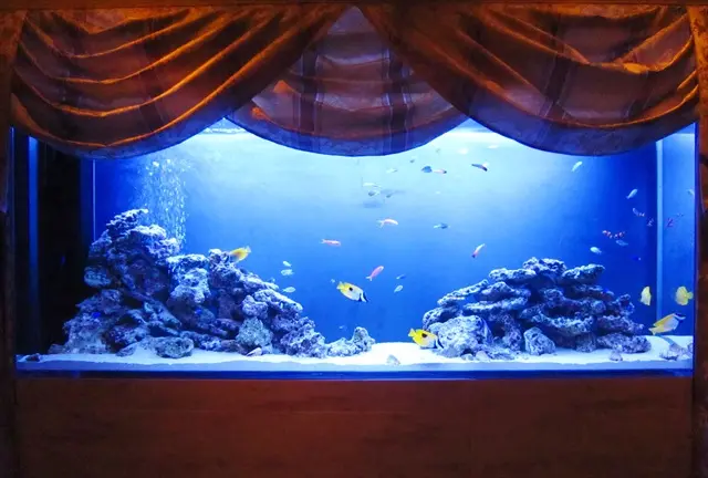 アクアリウムをお洒落に見せる照明の選び方！｜アクアリウム情報