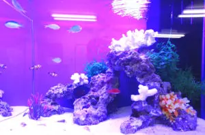 海水魚と水槽の中のもの好きなだけ 海水魚水槽の混泳！アクアガーデンが採用する組み合わせお教えします
