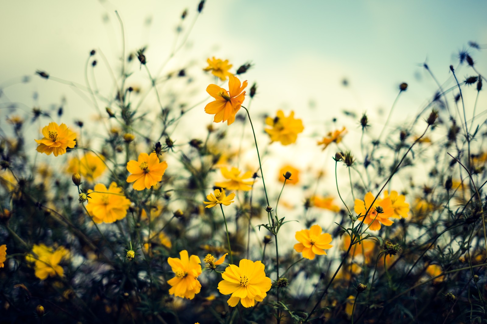 アートアクアリウム アクアリウムアレンジメントをはじめてみませんか トロピカ