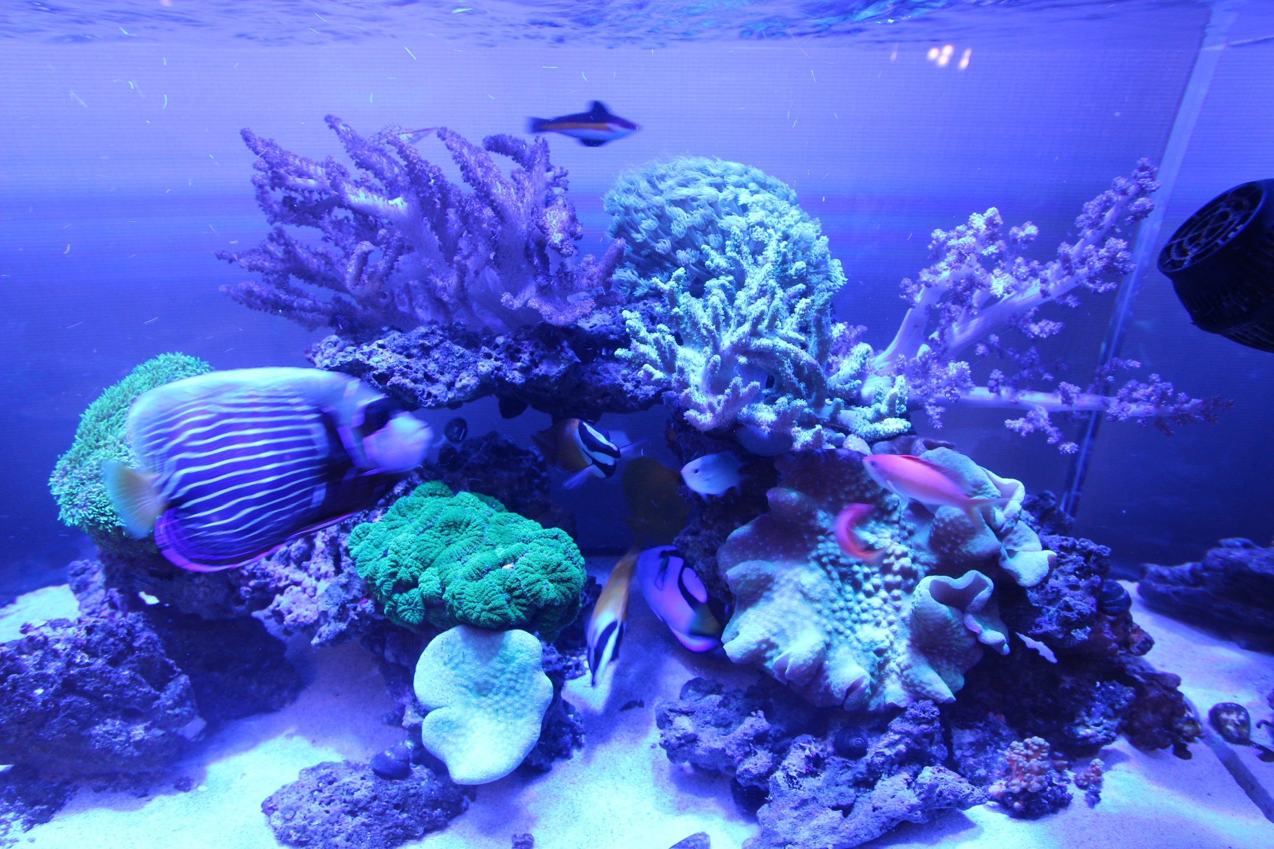 美しいサンゴ水槽 プロのレイアウト事例をご紹介します トロピカ