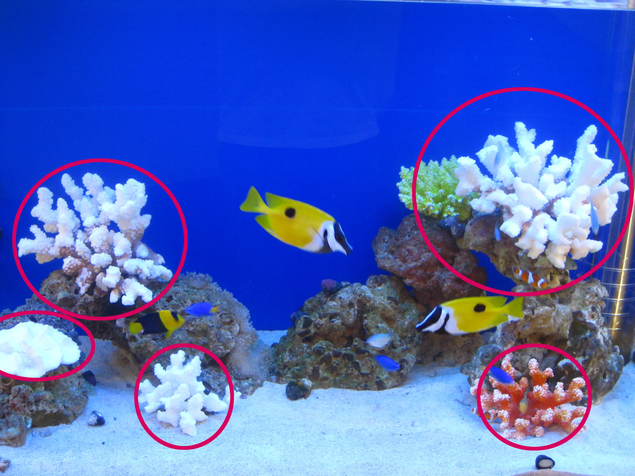 アクアリウムはこんなアイテムの組み合わせで出来ている！（海水編