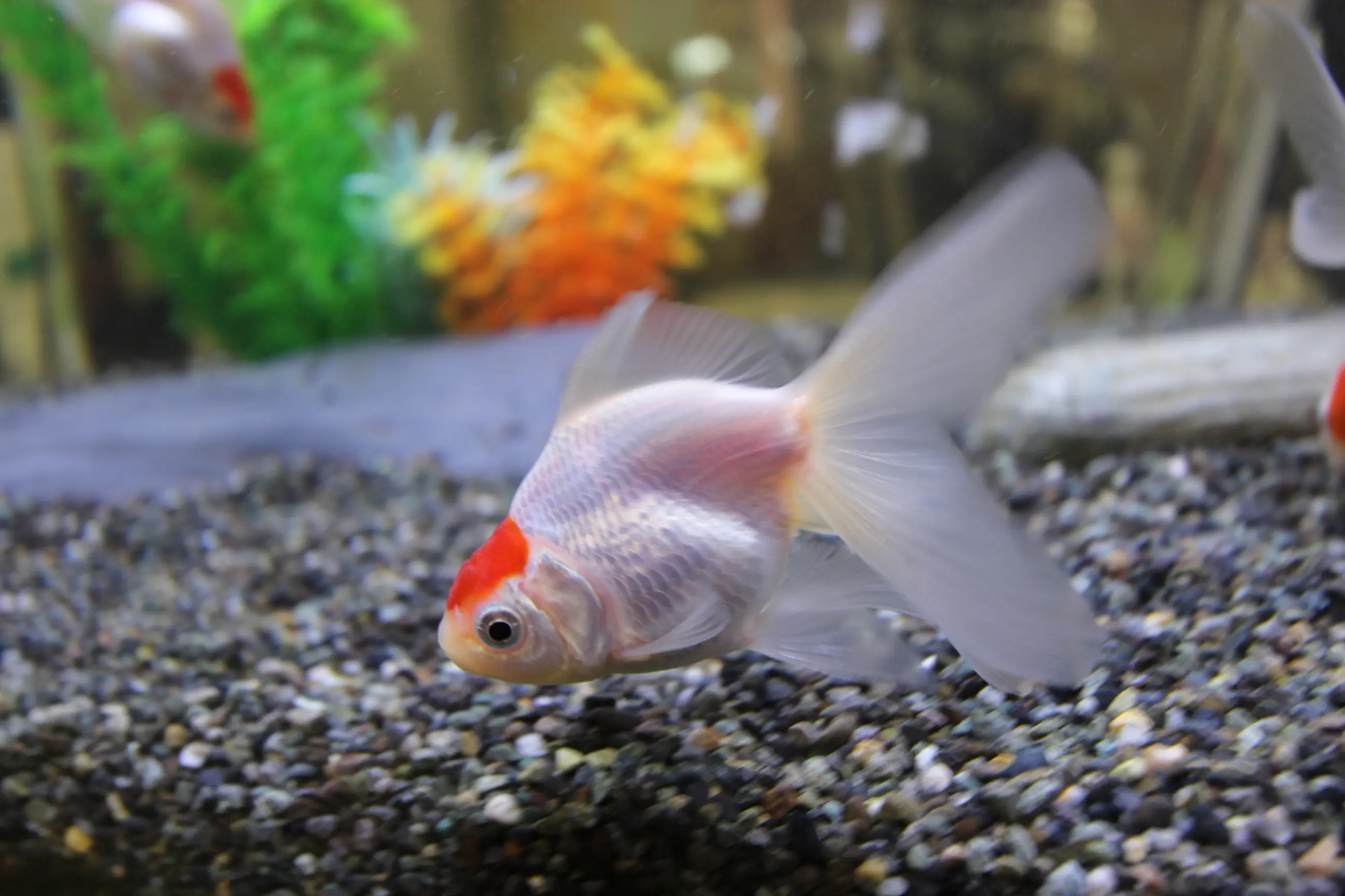 大きくなって飼育できなくなった魚は引き取ってもらえる