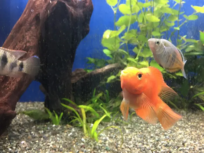 魚たちは何が好き？生餌のススメ(淡水魚編)｜アクアリウム情報メディア 