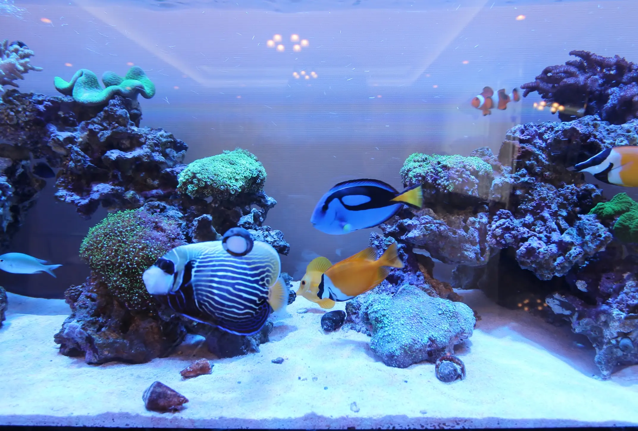 アクアリウムはこんなアイテムの組み合わせで出来ている！（海水編