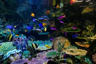 熱帯魚とは? 知られざる熱帯魚の世界